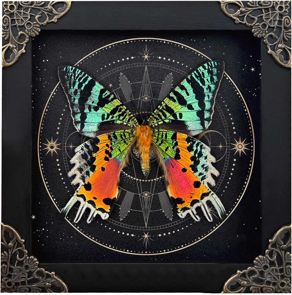 Real Sunset Butterfly Wooden 5.5" Framed Astronomy Taxidermy K14-29-AS2