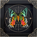 Real Sunset Butterfly Wooden 5.5" Framed Astronomy Taxidermy K14-29-AS2