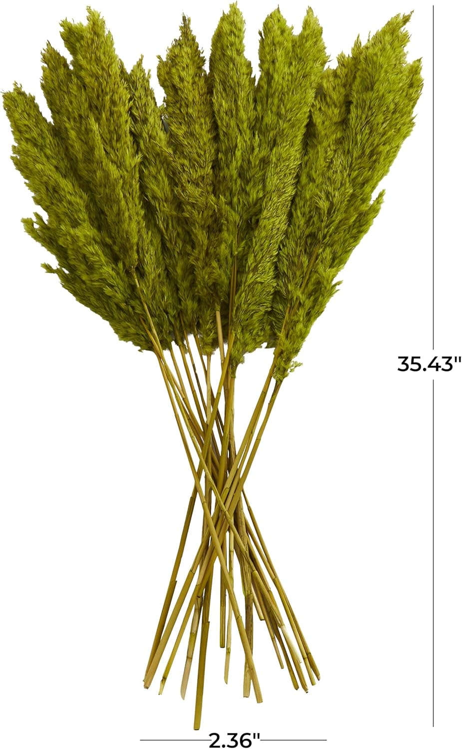 Deco 79 Dried Plant Pampas Home Decor Natural Foliage Natural Dried Foliage with Long Stems, Foliage for Decoration 2" x 1" x 35", Green