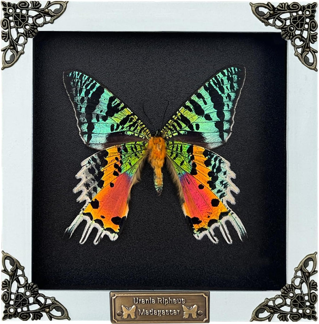 Real Sunset Moth 5.5" Frame Taxidermy Gothic Decor Witchy Gifts TR14-29-DE