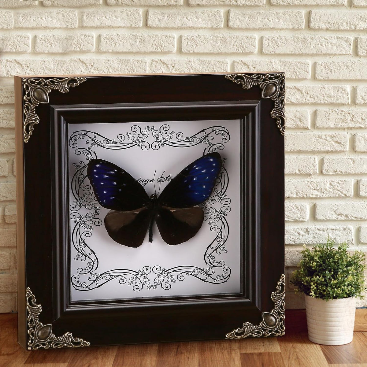 Real Framed Butterfly Specimen, Handmade Butterfly Taxidermy Shadow Box, Goth Gifts for Women, Dark Academia & Witchy Decor, (Blue-Spotted Violet Butterfly)