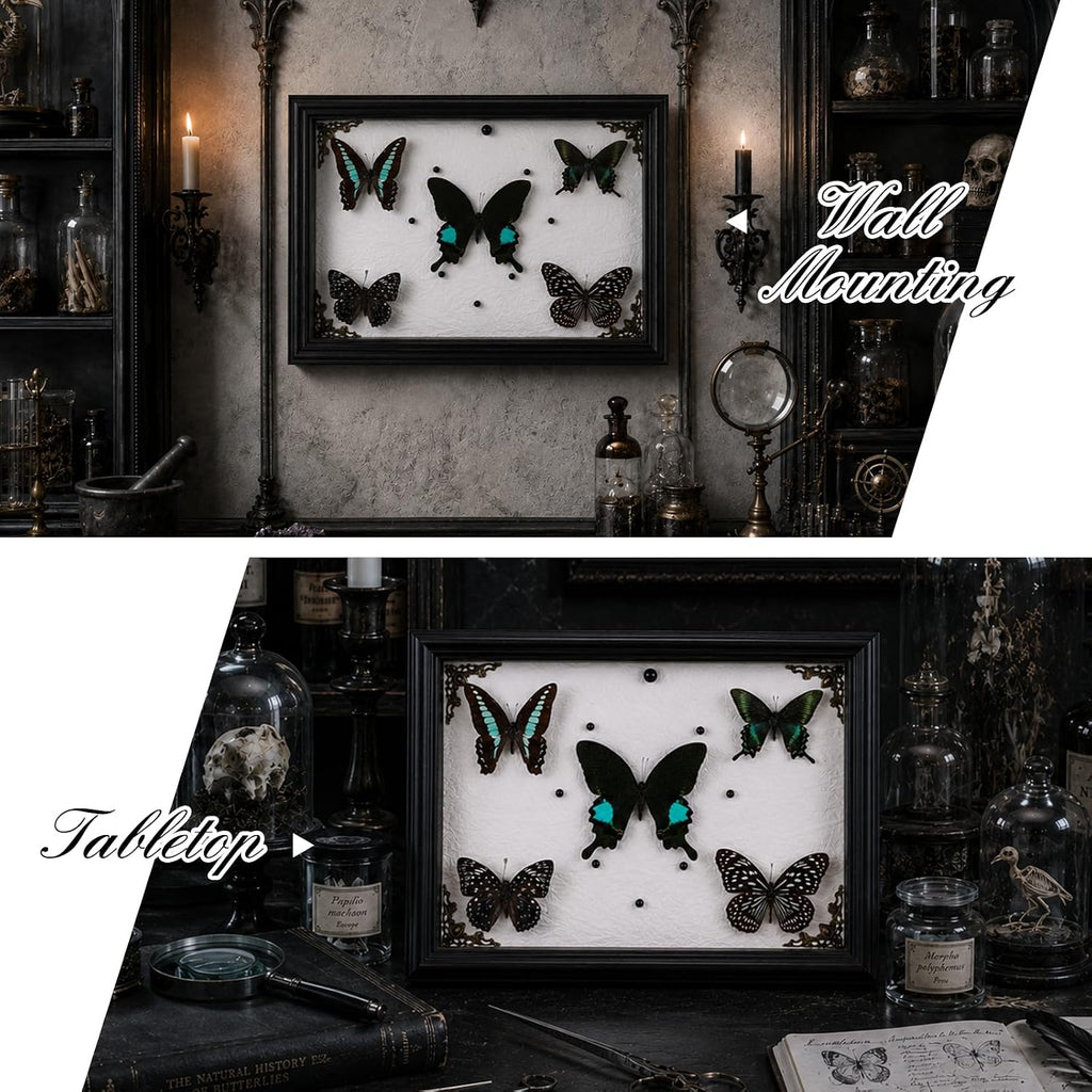 Real Framed Butterfly Specimen Display with 5 Butterflies