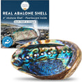 Hand Selected Abalone Shell, 6-Inch+ Polished Smudging & Display Bowl