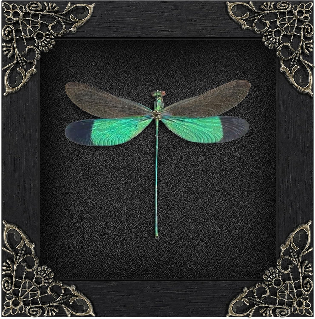 Real Clear Wings Dragonfly 4.7" Framed Preserved Insect Specimen K12-83-DE