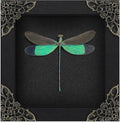 Real Clear Wings Dragonfly 4.7" Framed Preserved Insect Specimen K12-83-DE