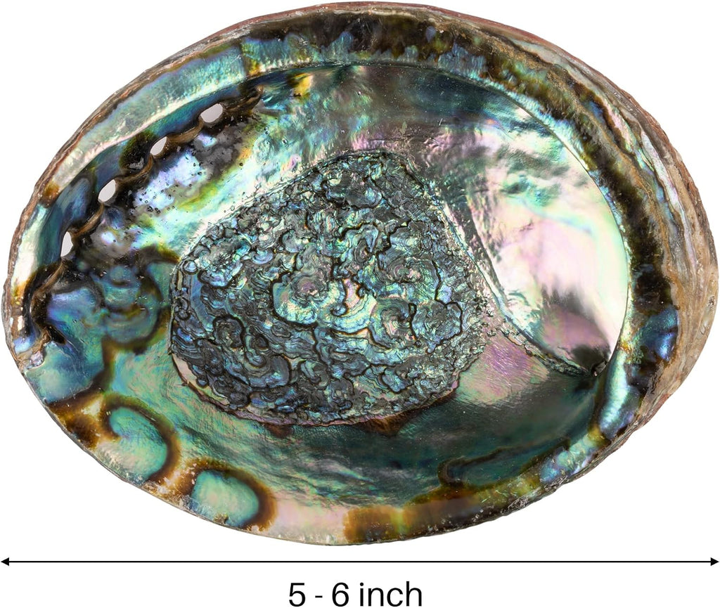 Wish Well Natural Abalone Shell 5-6 Inch Large with Wooden Stand