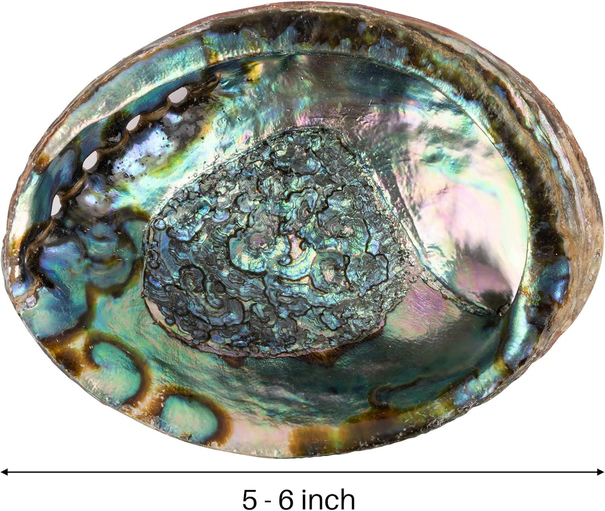 Wish Well Natural Abalone Shell 5-6 Inch Large with Wooden Stand