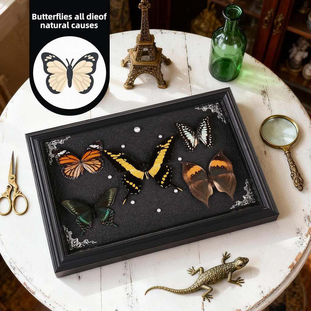 Real Framed Butterfly Taxidermy Collection - Set of 5 in Shadow Box Decor