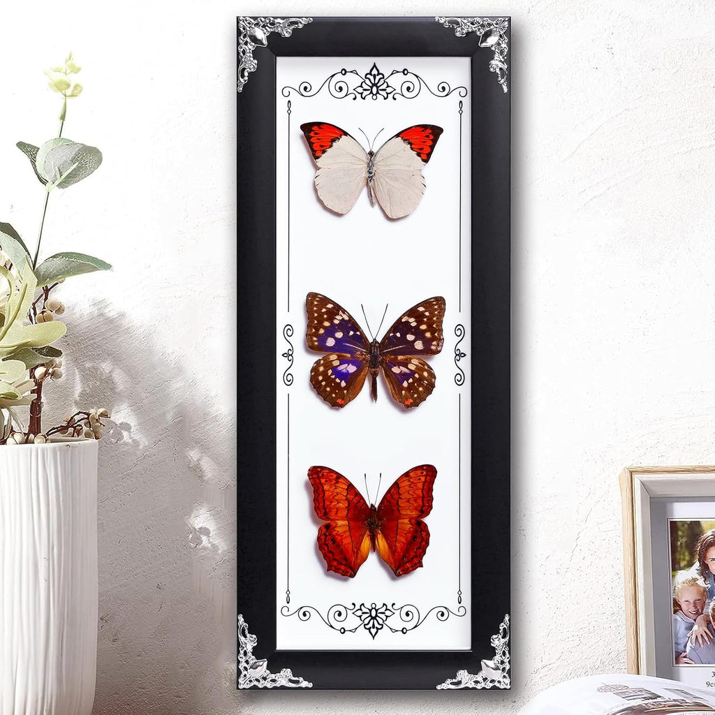 Framed 3 Real Butterfly Gothic Decor, 15.2"X6.5" Taxidermy Butterfly Shadow Box Wall Decor, Framed Butterfly Taxidermy for Witchy Home Decor (Pieridae+Sasakia charonde+Vidula Sapor)