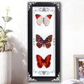 Framed 3 Real Butterfly Gothic Decor, 15.2"X6.5" Taxidermy Butterfly Shadow Box Wall Decor, Framed Butterfly Taxidermy for Witchy Home Decor (Pieridae+Sasakia charonde+Vidula Sapor)