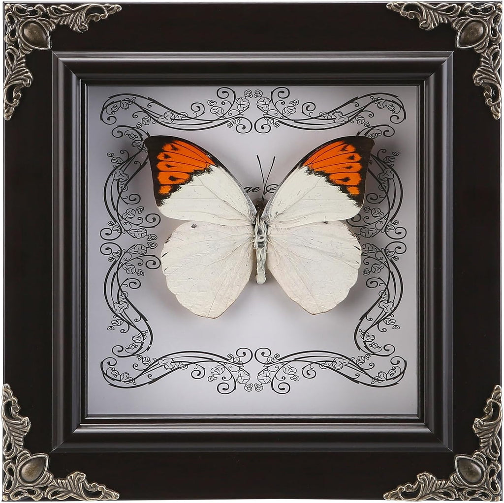 Real Framed Butterfly Specimen, Handmade Butterfly Taxidermy Shadow Box, Goth Gifts for Women, Dark Academia & Witchy Decor, (Crane Crest White Butterfly)