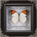 Real Framed Butterfly Specimen, Handmade Butterfly Taxidermy Shadow Box, Goth Gifts for Women, Dark Academia & Witchy Decor, (Crane Crest White Butterfly)