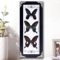 Framed 3 Real Butterfly Gothic Decor, 15.2"X6.5" Taxidermy Shadow Box Wall Decor for Witchy Home