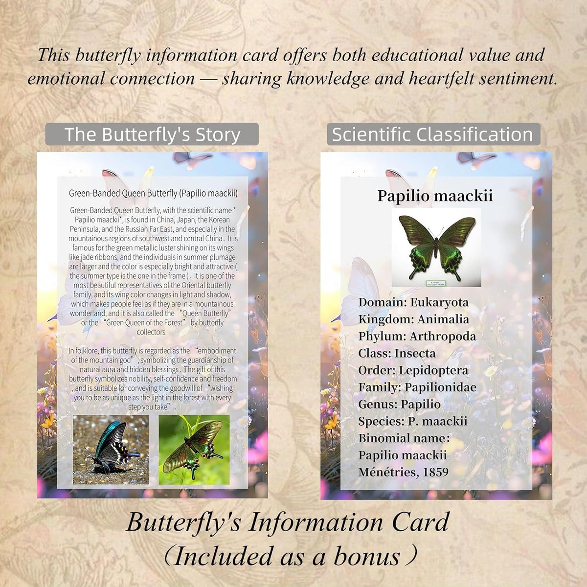 Handmade Real Butterfly Framed with 5 Pieces Gift Set - Gothic Home Decor and Vintage Frame - Butterflies Taxidermy Shadow Box Collection (Great Nawab Butterfly)