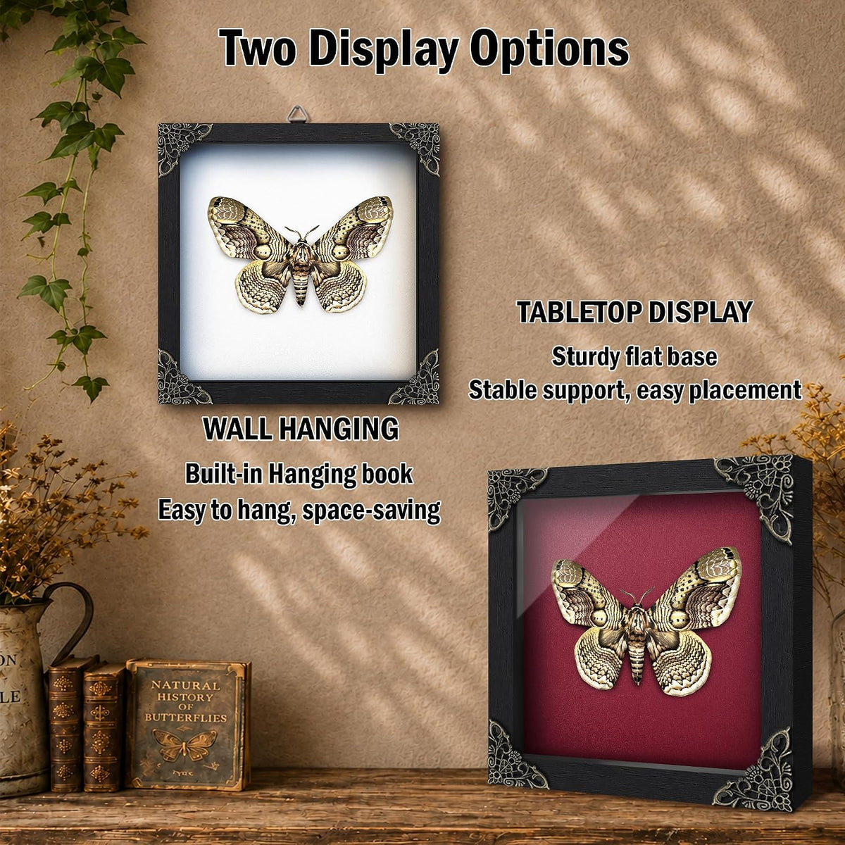Real Brahmaea Moth 7" Framed Butterfly Taxidermy Gothic Decor K18-03-TR