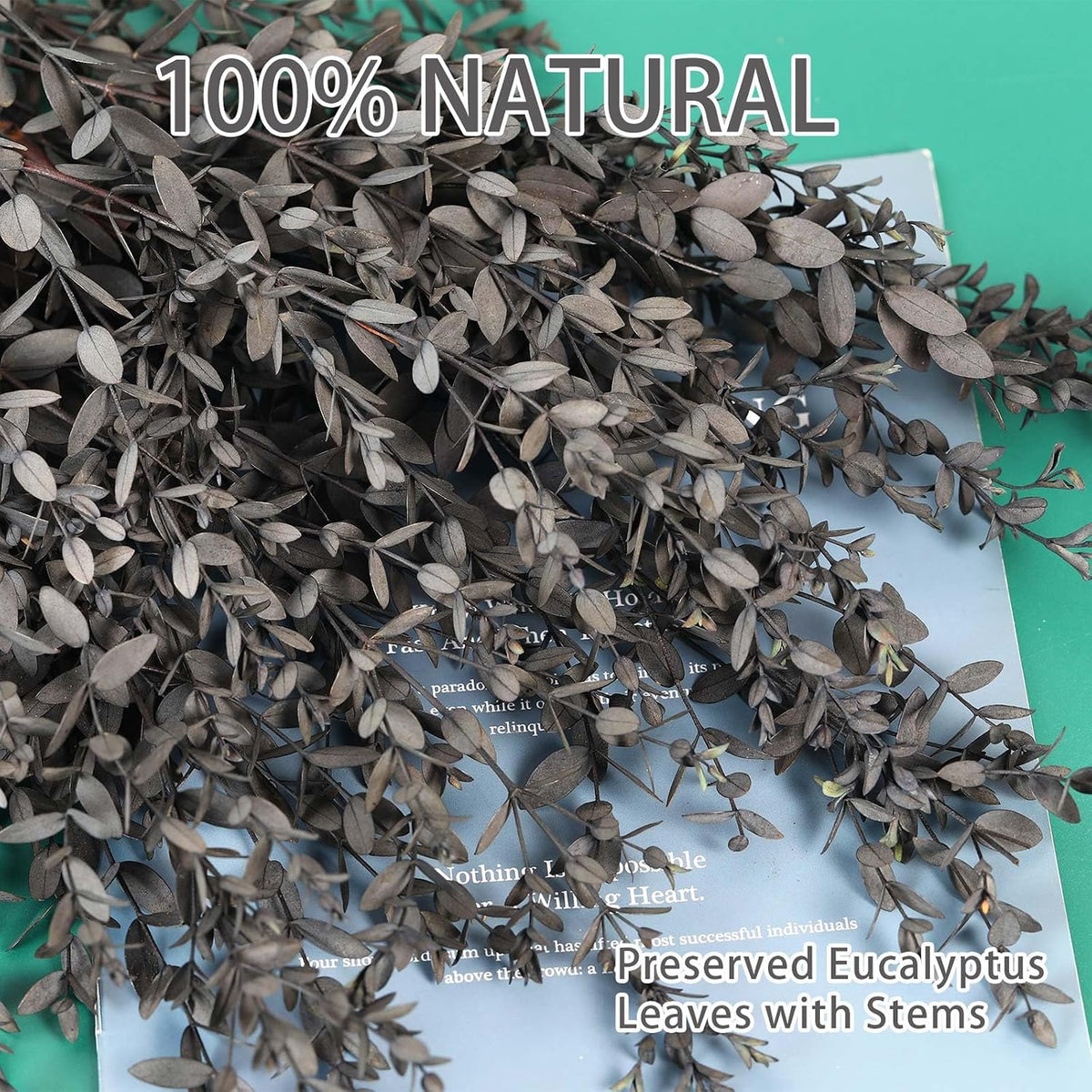 Dried Eucalyptus Leaves Stems, Real Preserved Fresh Eucalyptus Plant for Shower, Small Dried Willow Branches Bundle for Wedding Wreath Party Home Fragrance Vase Bathroom Decor (Black, 3oz)