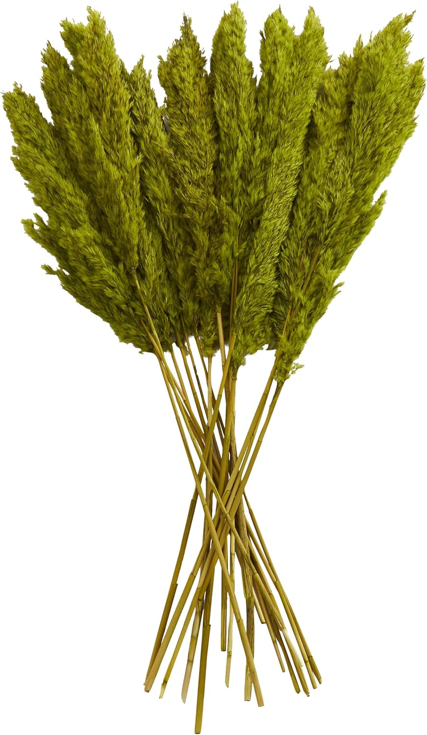 Deco 79 Dried Plant Pampas Home Decor Natural Foliage Natural Dried Foliage with Long Stems, Foliage for Decoration 2" x 1" x 35", Green
