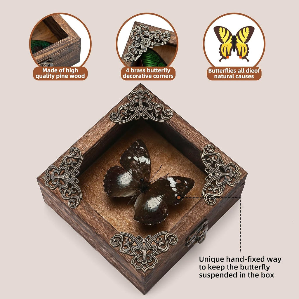 Real Taxidermy Butterfly Shadow Box White-Spotted Nymphalid