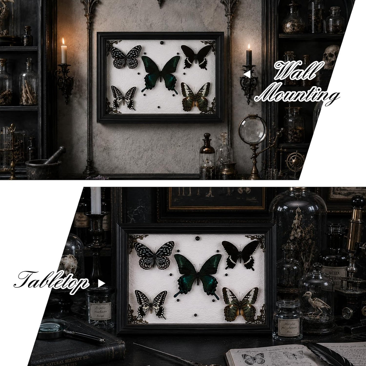 Real Framed Butterfly Taxidermy with 5 Real Butterflies