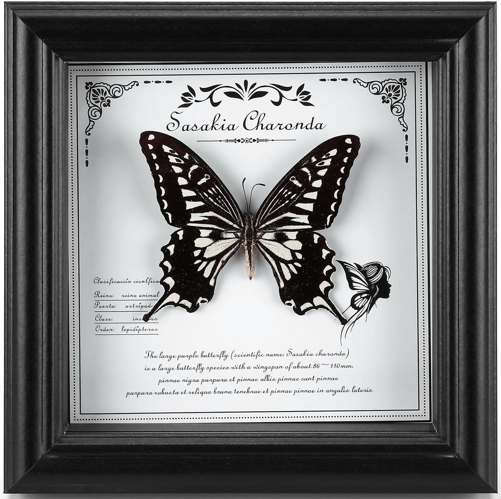 Real Butterfly in Frame - Stunning Taxidermy Butterfly Display - Premium Butterfly Shadow Box with Authentic Specimen (G-Citrus Swallowtail Butterfly)