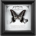 Real Butterfly in Frame - Stunning Taxidermy Butterfly Display - Premium Butterfly Shadow Box with Authentic Specimen (G-Citrus Swallowtail Butterfly)