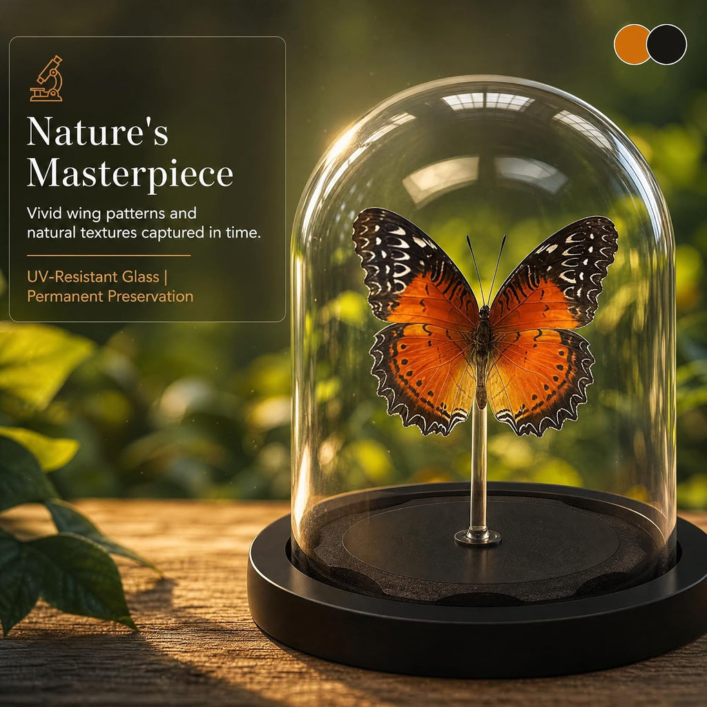 Real Taxidermy Butterfly Specimen Shadow Box, Butterfly Gifts for Women Girls with Glass Cover, Butterfly Decor for Bedroom Office Living Room Desk Cethosia bibles Drury