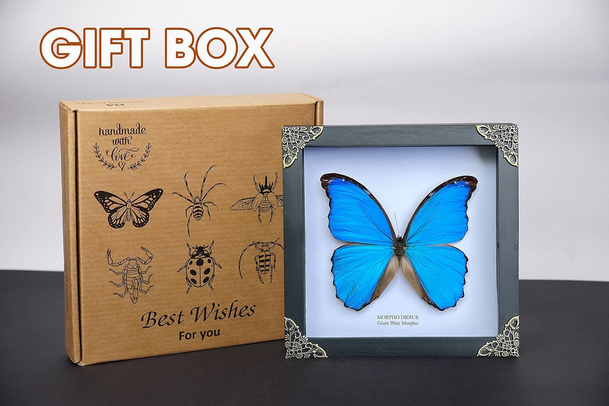 Real Blue Morpho Butterfly 7.5" Framed Taxidermy Goth Witchy Gift K19-22-DE