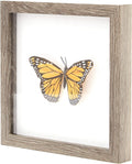 Super-Sturdy, Real Wood 8x8 Grey Shadow Box Frame 1pk. Genuine Hardwood Display with Real Glass. Best Wooden Shadowbox to Showcase Photos, Tickets, Wedding Bouquets, CDs, Medals, Awards and Insects
