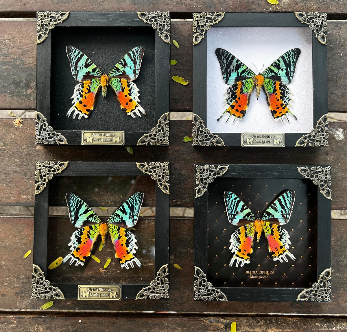 Real Sunset Moth 5.5" Frame Taxidermy Gothic Decor Witchy Gifts K14-29-NEM