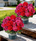Geraniums Artificial Flowers for Outdoors, 2 Pack Potted Plants Faux Geraniums Bush Artificial Topiaries Realistic UV Resistant Fake Flowers Greenery for Outside Gardens Porch Patio Yard Indoor, Mix