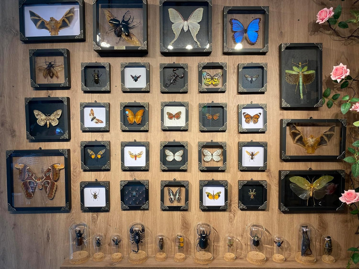 Real Sunset Moth 5.5" Frame Taxidermy Gothic Decor Witchy Gifts TR14-29-DE