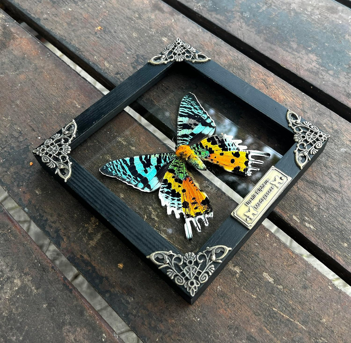 Real Sunset Moth 5.5" Frame Taxidermy Gothic Decor Witchy Gifts K14-29-KI