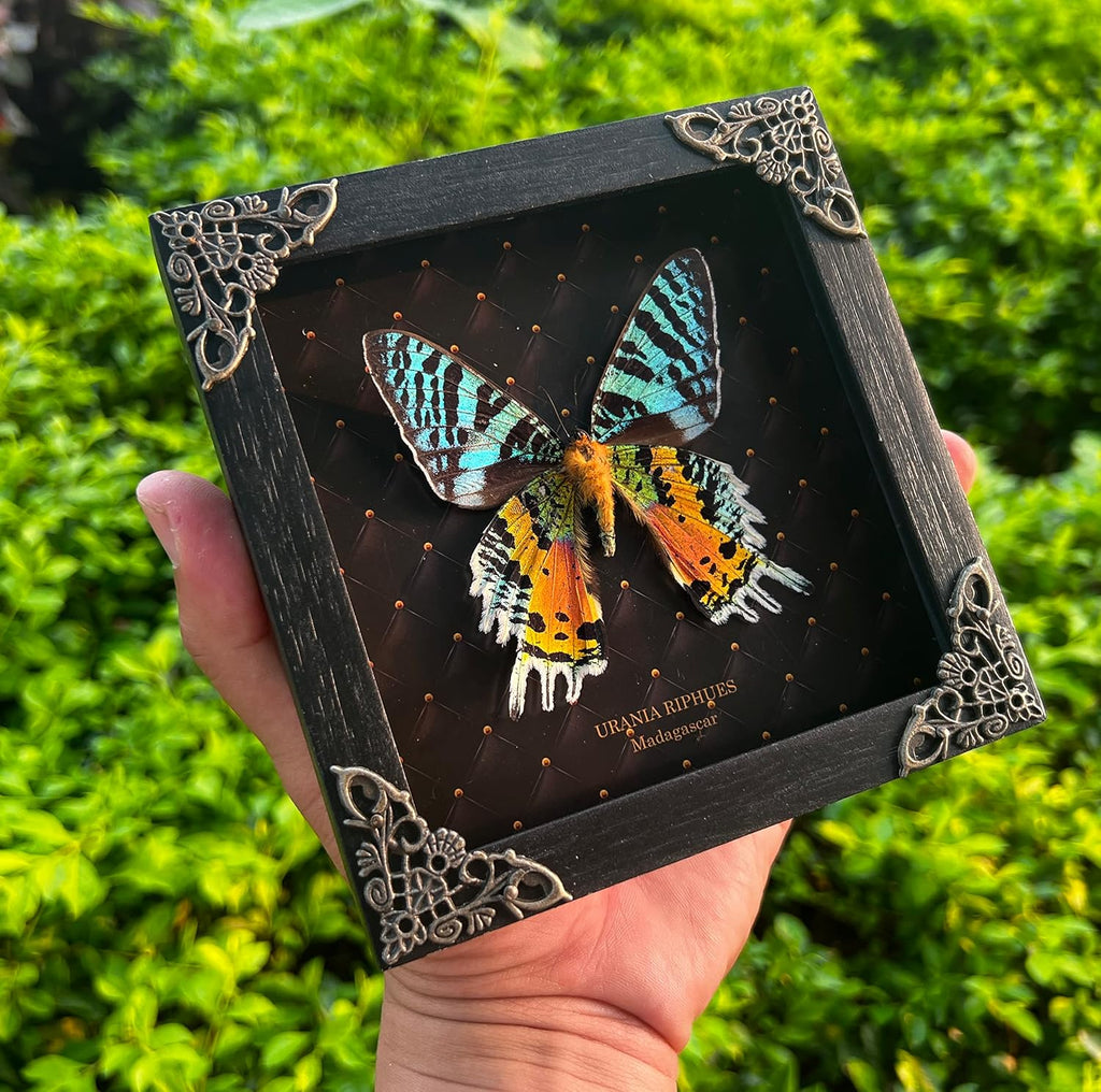 Real Sunset Moth 5.5" Frame Taxidermy Gothic Decor Witchy Gifts K14-29-NEM