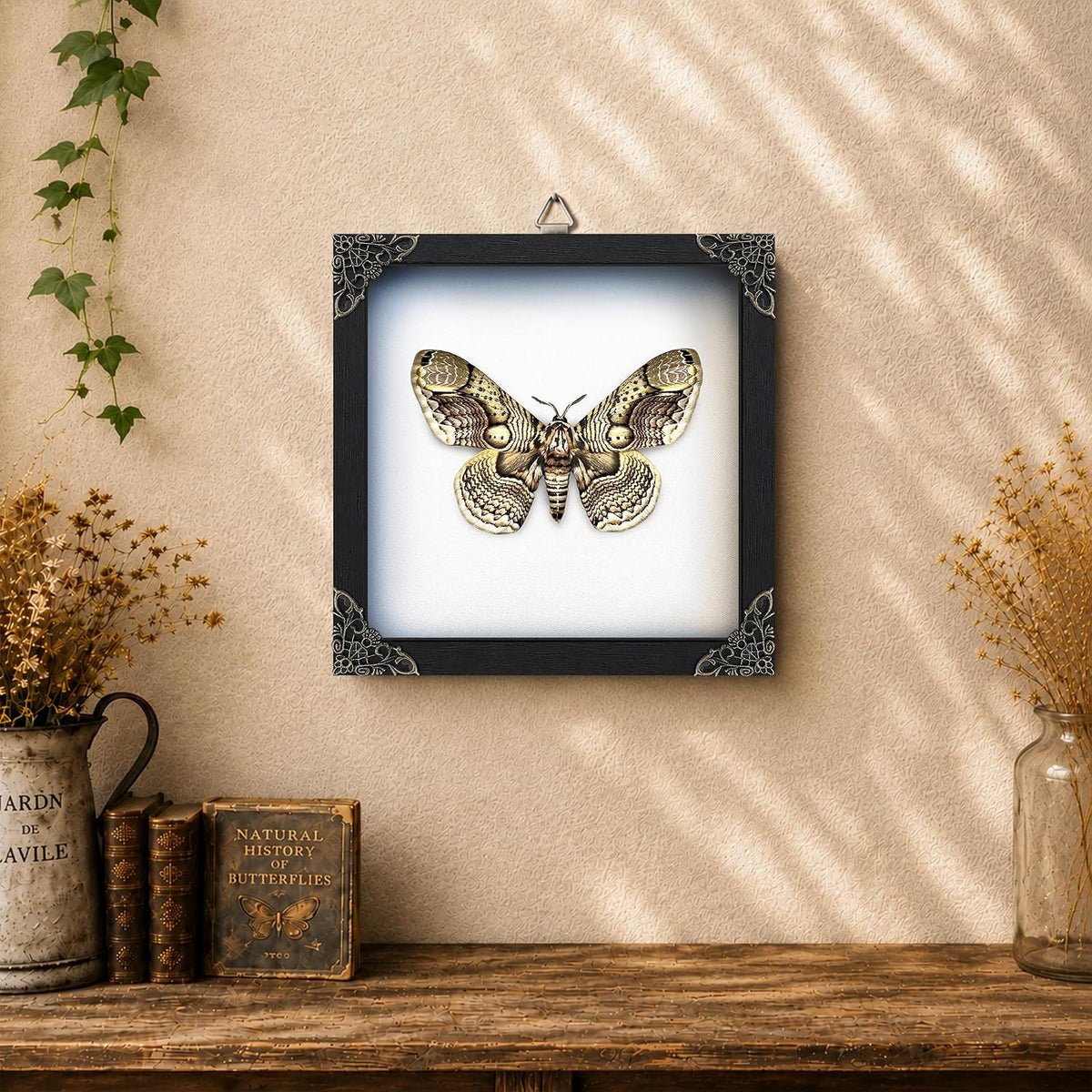 Real Brahmaea Moth 7" Framed Butterfly Taxidermy Gothic Decor K18-03-TR