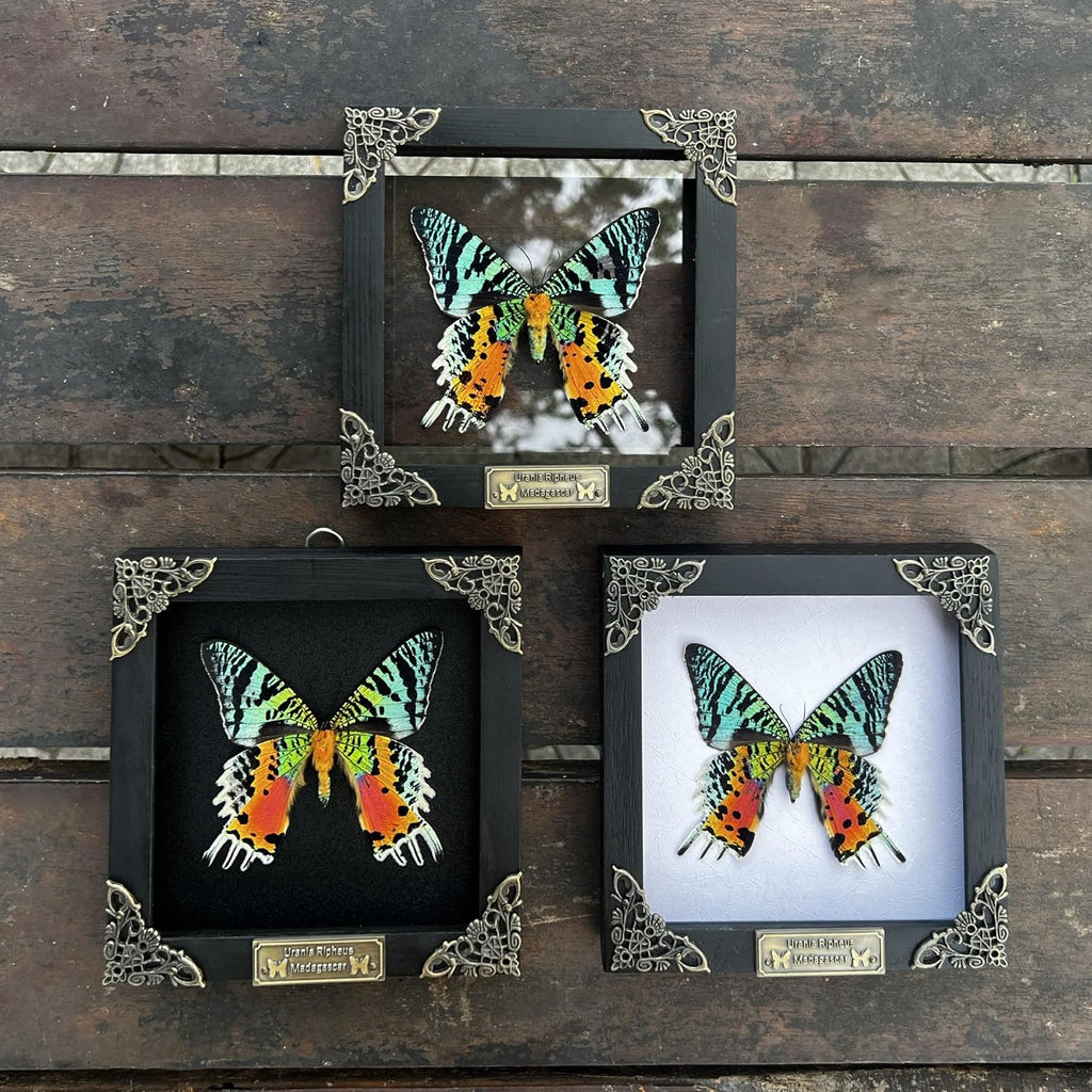 Real Sunset Moth 5.5" Frame Taxidermy Gothic Decor Witchy Gifts K14-29-KI