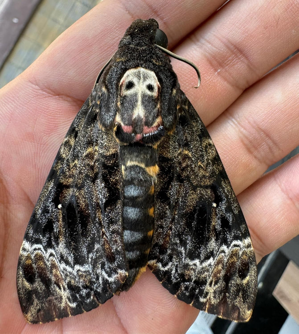 Real Death Head Moth White Skull 7" Coffin Gothic Witchy Gift CF18-01-TR-MT